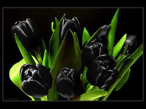 tulipano re della notte