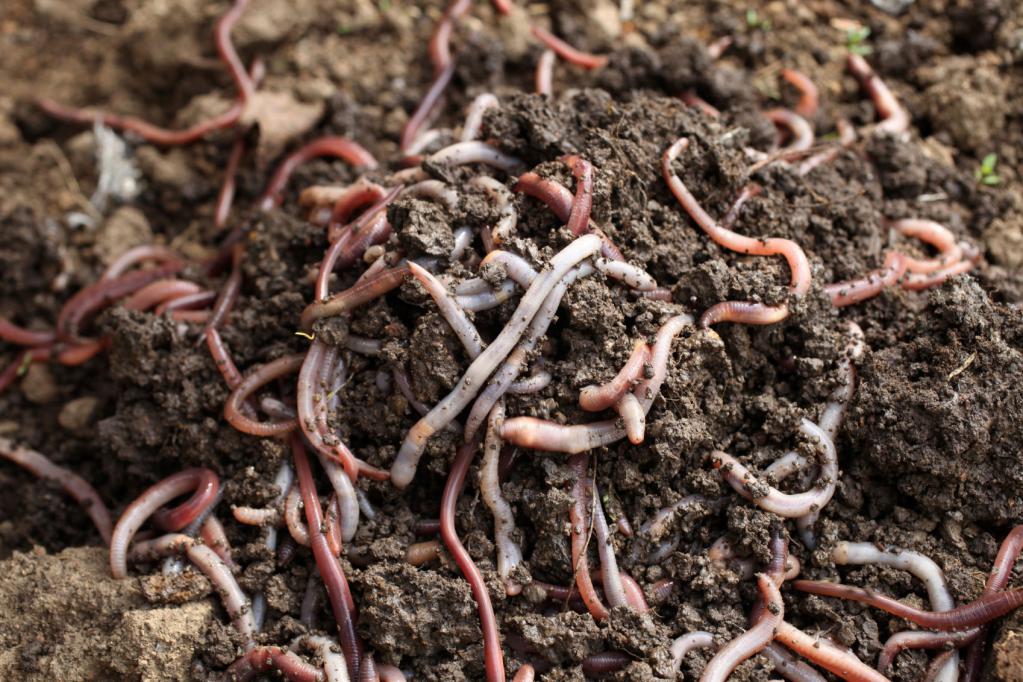 wormen in de grond