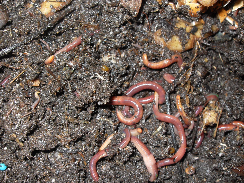california wormen