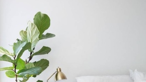  क्या इनडोर पौधों को बेडरूम में रखना संभव है?
