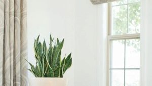  아파트 내부의 실내 식물 : 흥미로운 디자인 옵션