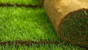  잔디 놓기 : 재료 피쳐 및 레이 기술