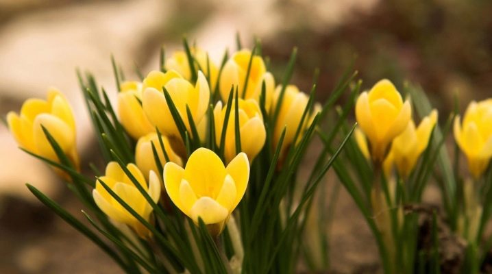  조경 설계의 트릭 : 봄 꽃밭에 꽃을 선택하십시오