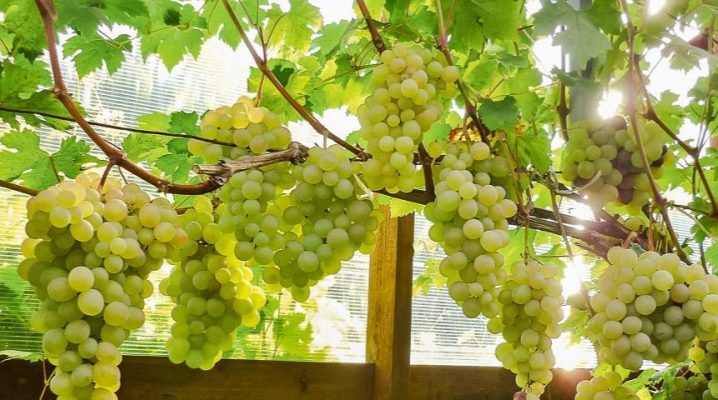  Greenhouses for grapes: design features