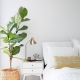  هل من الممكن الاحتفاظ بالنباتات الداخلية في غرفة النوم؟