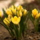  조경 설계의 트릭 : 봄 꽃밭에 꽃을 선택하십시오