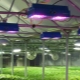  Lamps for greenhouses: selection criteria