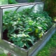  How to build a greenhouse Breadbox?